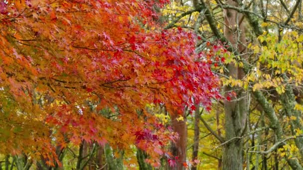 Rami Con Fogliame Rosso Autunnale — Video Stock