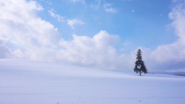 Pinheiro Nevado Tempo Inverno — Vídeo de Stock