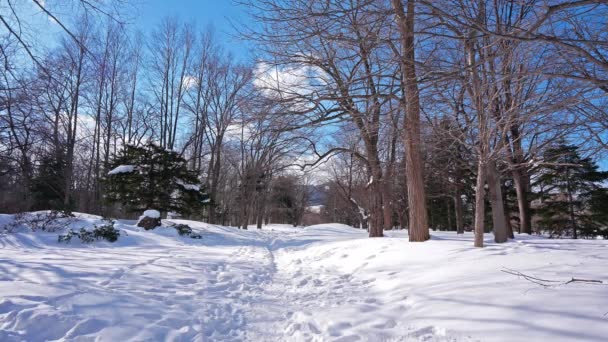Sněžné Stromy Zimním Lese — Stock video
