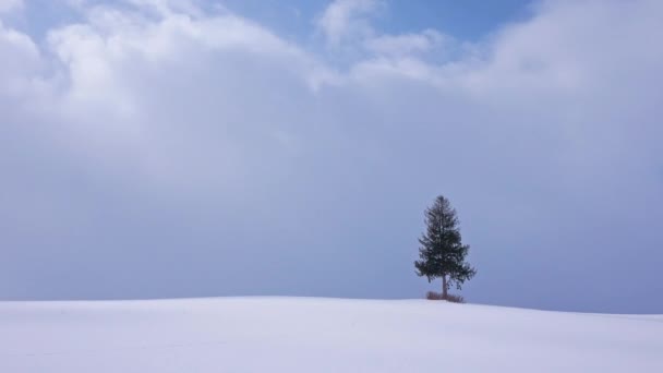 Snowy Pine Tree Winter Time — Stock Video