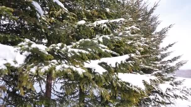 Snöiga Tallar Vinterskogen — Stockvideo
