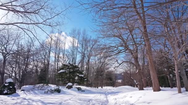 Snowy Pine Trees Winter Forest — Stock Video