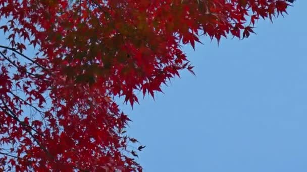 Ramas Con Follaje Rojo Otoño — Vídeos de Stock