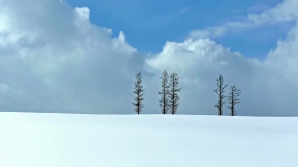 Zasněžené Stromy Zimě Časový Odstup — Stock video