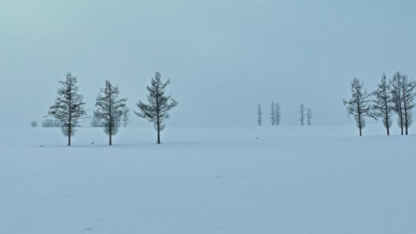 Śnieżne Drzewa Zimą Upływ Czasu — Wideo stockowe