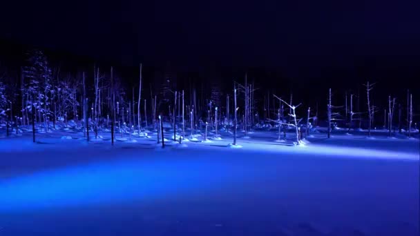 Pinheiros Nevados Iluminados Floresta Inverno Noite — Vídeo de Stock