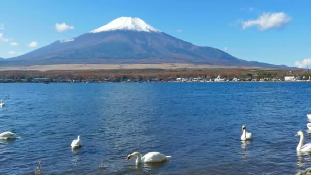 Κύκνοι Στη Λίμνη Yamanakako Στην Ιαπωνία Βουνό Fuji Στο Παρασκήνιο — Αρχείο Βίντεο