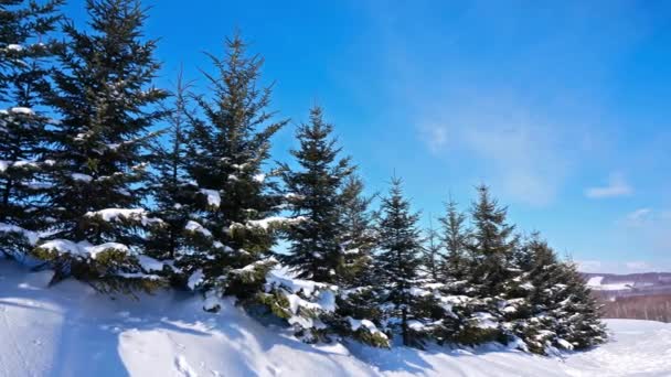 Χιονισμένα Πεύκα Στο Χειμερινό Δάσος — Αρχείο Βίντεο