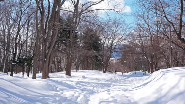 Schneebedeckte Kiefern Winterwald — Stockvideo