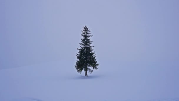 Pino Nevado Invierno — Vídeo de stock