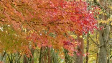 dalları ile kırmızı sonbahar yaprakları
