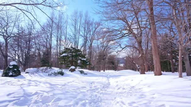 Pinos Nevados Bosque Invierno — Vídeo de stock