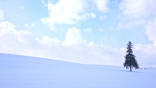 Schneebedeckter Kiefer Winter — Stockvideo