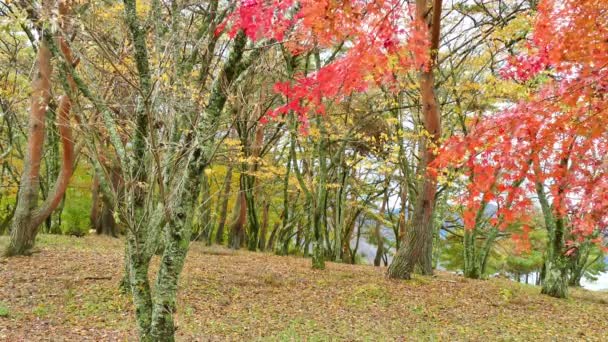 Rami Con Fogliame Rosso Autunnale — Video Stock