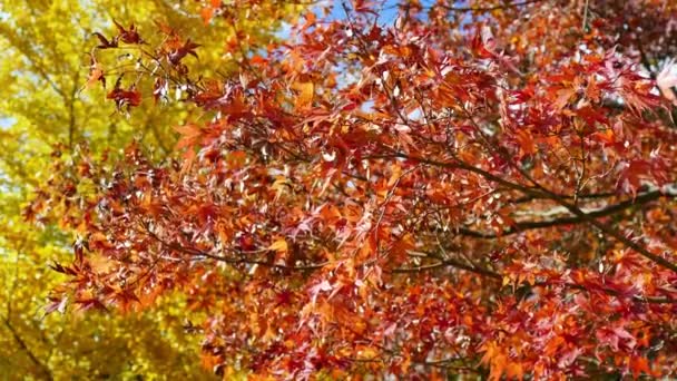 Rami Con Fogliame Rosso Autunnale — Video Stock