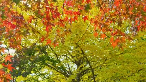 Gałęzie Czerwonych Liści Jesienią — Wideo stockowe