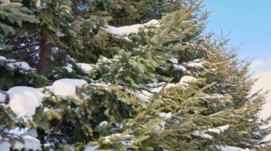 Kış ormanında karlı çam ağaçları 