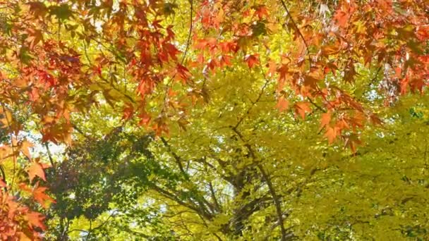 Branches Feuillage Rouge Automne — Video