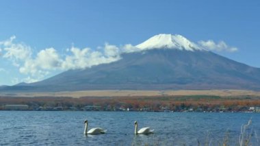 Japonya 'daki Yamanakako gölünde kuğular, arka planda Fuji dağı