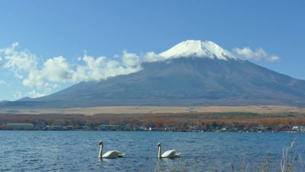 Κύκνοι Στη Λίμνη Yamanakako Στην Ιαπωνία Βουνό Fuji Στο Παρασκήνιο — Αρχείο Βίντεο