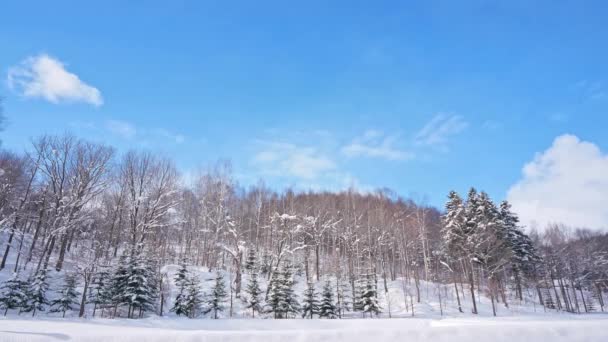 Zasněžené Borovice Zimním Lese — Stock video