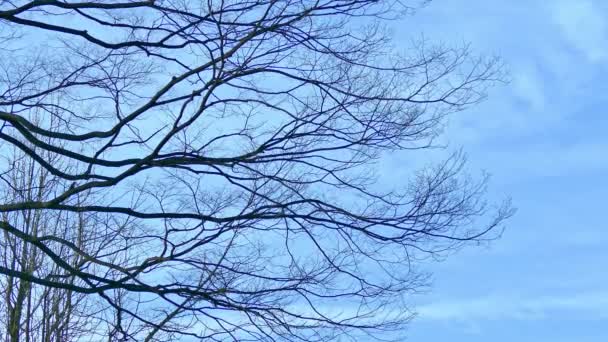 Branches Arbres Automne — Video