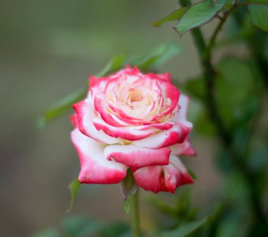 Doğa narin çiçek gül