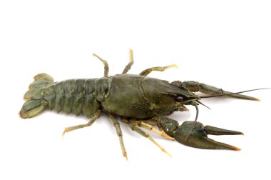 Beyaz bir arka plan ham üzerinde canlı kerevit yakın çekim