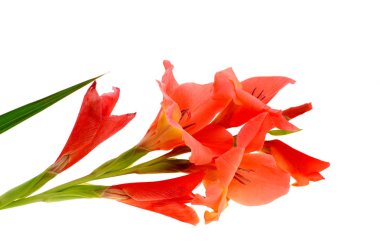 Beyaz bir adam izole kırmızı Glayöl