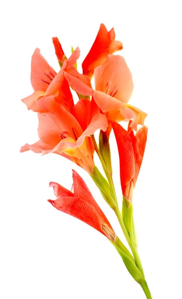 Gladiolus merah terisolasi pada latar belakang putih — Stok Foto