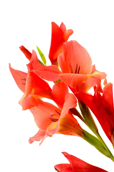 Gladiolus merah terisolasi pada backgroun putih — Stok Foto