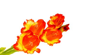 Beyaz bir arka plan üzerinde izole kırmızı Glayöl