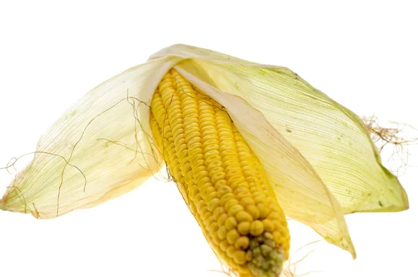 Une épi de maïs isolé sur fond blanc — Photo