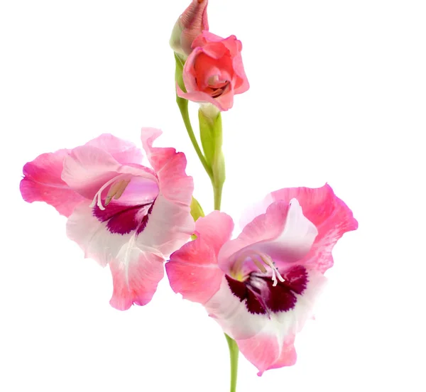 Gladiole rose isolé sur fond blanc — Photo