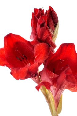 Beyaz bir arka plan üzerinde izole kırmızı Glayöl