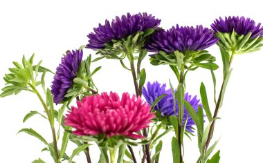 aster beyaz arkaplanda izole edildi