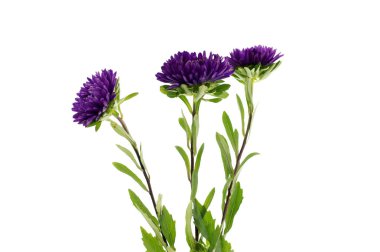 aster beyaz arkaplanda izole edildi