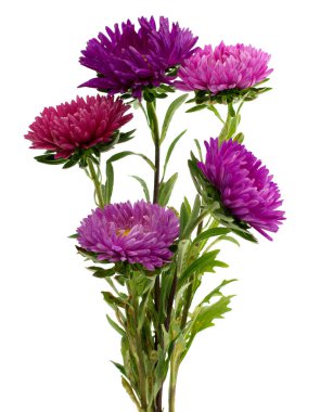 aster beyaz arkaplanda izole edildi