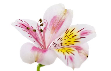 Beyaz arka plan üzerinde izole alstroemeria çiçek kafa portre