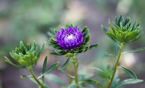 Astrofes azules en primer plano de la naturaleza. Aster es un género de plantas con flores perteneciente a la familia Asteraceae. — Foto de Stock