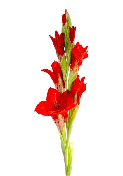 Gladiolo rosso isolato su fondo bianco — Foto Stock