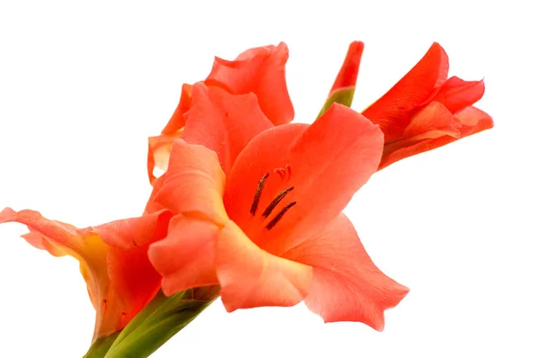 Gladiole rouge isolé sur fond blanc — Photo