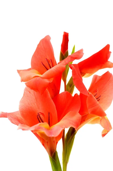 Gladiolus merah terisolasi pada latar belakang putih — Stok Foto