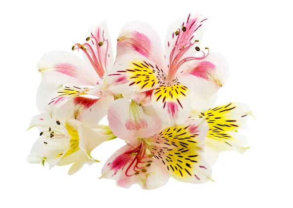 Alstroemeria blomma huvud närbild isolerad på vit bakgrund — Stockfoto
