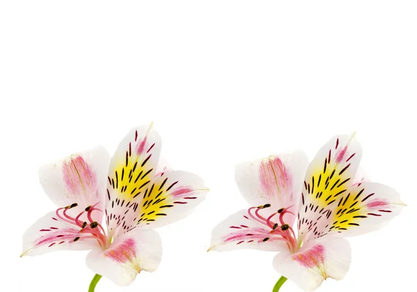 Alstroemeria blomma huvud närbild isolerade — Stockfoto