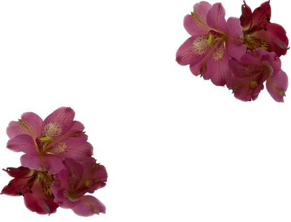 Alstroemeria หัวดอกไม้ใกล้เคียงแยก — ภาพถ่ายสต็อก