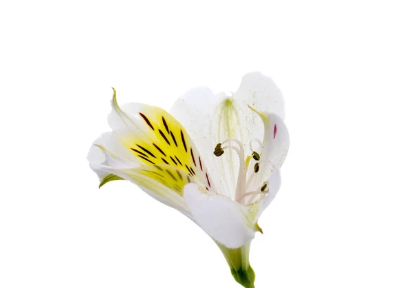 Alstroemeria flor cabeza primer plano aislado — Foto de Stock