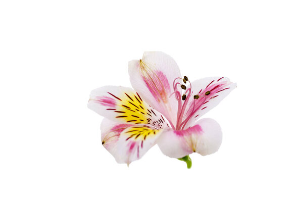 Alstroemeria flower head closeup isolated on white background