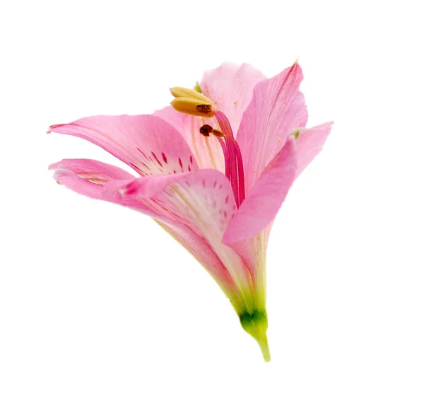 アルストロメリアの花の頭クローズ アップ ホワイト バック グラウンドの分離 — ストック写真