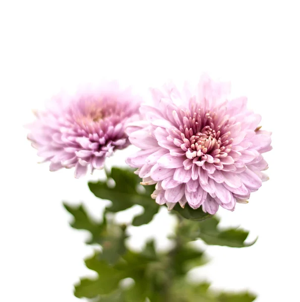 緑豊かな庭園の背景にピンクのアスターの花 ストック画像